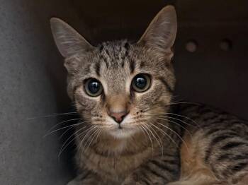 Domestic Short Hair and Tabby Cats Available for Adoption - Beverly | PetCurious