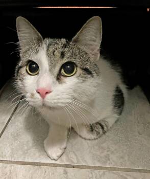 Rescue Domestic Short Hair Cats for Adoption in East Brunswick, New Jersey - Tial | PetCurious