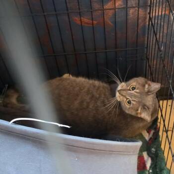 Gray Goose TX -  Domestic Short Hair Cat for Adoption in Denver, Colorado - Gray Goose TX | PetCurious