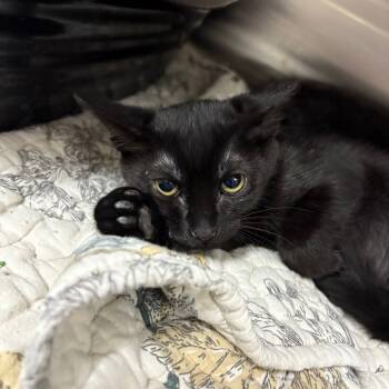 Rescue Domestic Short Hair Cats for Adoption in Middleburg, Florida - Ship 27648 | PetCurious