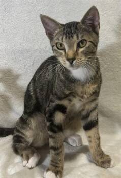 KOVU -  Domestic Short Hair Cat for Adoption in Conroe, Texas - KOVU | PetCurious