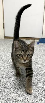 Simon -  Domestic Short Hair Cat for Adoption in Webster City, Iowa - Simon | PetCurious