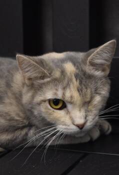Dilute Tortoiseshell and Tabby Cats Available for Adoption in Greenville, Delaware - Aspen (FCID# 11/17/2025 - 512 Middletown PS) KC | PetCurious