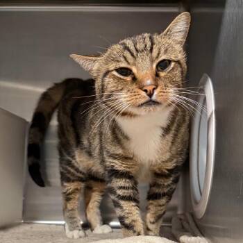 Draco -  Domestic Short Hair Cat for Adoption in Cedaredge, Colorado - Draco | PetCurious