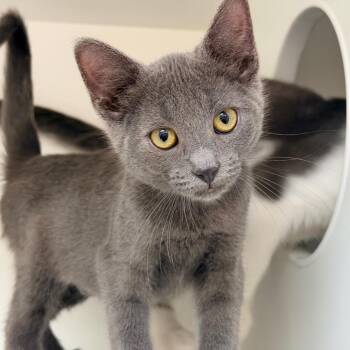 Bloom -  Domestic Short Hair Cat for Adoption in Champaign, Illinois - Bloom | PetCurious