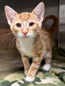 Cinnamon Roll (Petsmart) -  Domestic Short Hair Cat for Adoption in Ocala, Florida - Cinnamon Roll (Petsmart) | PetCurious