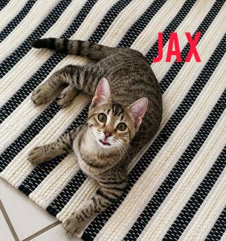 Jax -  Tabby and Domestic Short Hair Cat for Adoption in Shrewsbury, Massachusetts - Jax | PetCurious