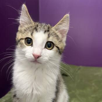 Domestic Short Hair Cats Available for Adoption in Pontiac, Michigan - Brewski | PetCurious