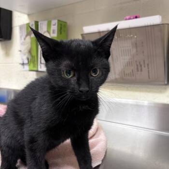 Pig -  Domestic Short Hair Cat for Adoption in Asheville, North Carolina - Pig | PetCurious