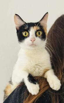 Marta -  Calico Cat for Adoption in Lucas, Texas - Marta | PetCurious