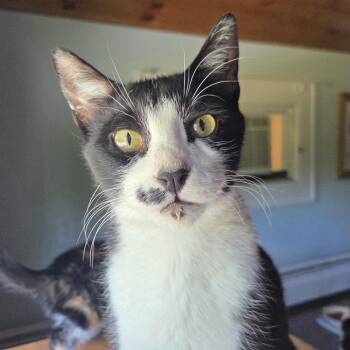 Olivia -  Domestic Short Hair Cat for Adoption in Mayfield, New York - Olivia | PetCurious