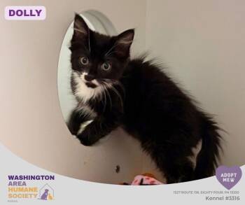 Dolly -  Domestic Medium Hair Cat for Adoption in Eighty Four, Pennsylvania - Dolly | PetCurious