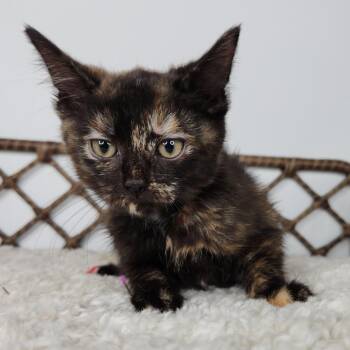 Drizzle -  Domestic Short Hair Cat for Adoption in Fort Wayne, Indiana - Drizzle | PetCurious