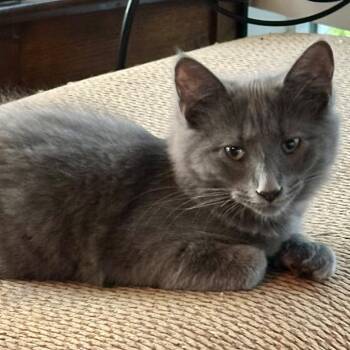 Aries -  Domestic Short Hair Cat for Adoption in Ashland, Virginia - Aries | PetCurious