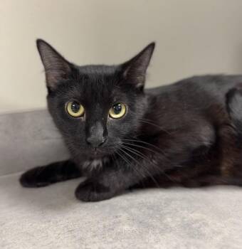 Theodosia -  Domestic Short Hair Cat for Adoption in Bemidji, Minnesota - Theodosia | PetCurious