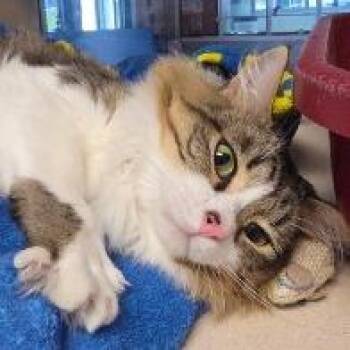 Spiderman -  Domestic Long Hair Cat for Adoption in Lake Jackson, Texas - Spiderman | PetCurious