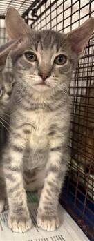 Domestic Short Hair Cats Available for Adoption in Fort Lauderdale, Florida - REESE | PetCurious