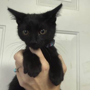 Witches Brew -  Domestic Short Hair Cat for Adoption in Columbia, South Carolina - Witches Brew | PetCurious