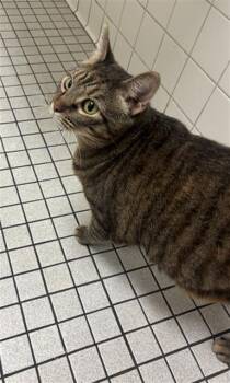 KITTY -  Domestic Short Hair Cat for Adoption in Dallas, Texas - KITTY | PetCurious