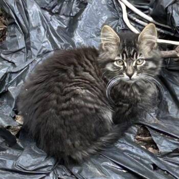 Harper -  Domestic Long Hair Cat for Adoption in New York, New York - Harper | PetCurious