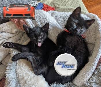 Auto Shop Brothers -  Domestic Short Hair Cat for Adoption in Hillsboro, Oregon - Auto Shop Brothers | PetCurious