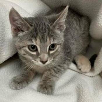 Rescue Tabby Cats for Adoption in Green Valley, Arizona - Genie | PetCurious