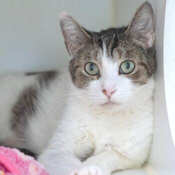Party -  Domestic Short Hair Cat for Adoption in Pontiac, Michigan - Party | PetCurious