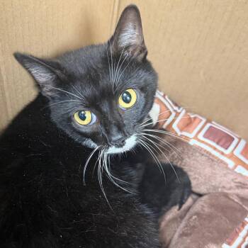 Corky -  Domestic Short Hair Cat for Adoption in Winston-salem, North Carolina - Corky | PetCurious