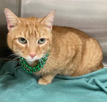 Domestic Short Hair Cats Available for Adoption - PRINCE | PetCurious