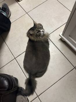 Rescue Domestic Long Hair Cats for Adoption in Randolph, Massachusetts - Cash | PetCurious