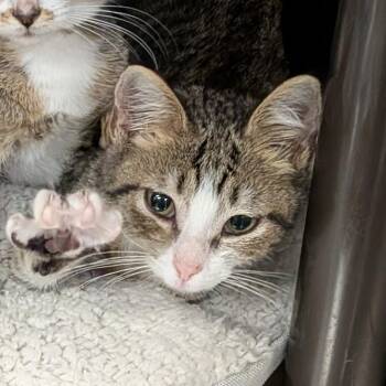 Wisp -  Domestic Short Hair Cat for Adoption in Falls Church, Virginia - Wisp | PetCurious