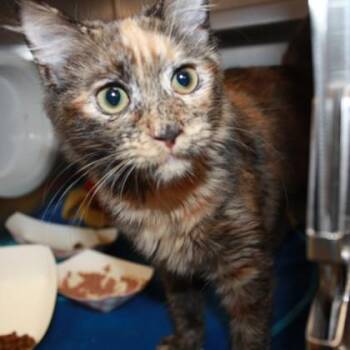 Hydra -  Domestic Medium Hair Cat for Adoption in Richmond, Virginia - Hydra | PetCurious