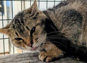 Domestic Short Hair Cats Available for Adoption in St. Augustine, Florida - Carlotta | PetCurious
