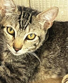 Emilia -  Domestic Short Hair Cat for Adoption in Phoenix, Arizona - Emilia | PetCurious