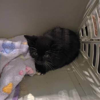 Chilis -  Domestic Short Hair Cat for Adoption in Lynchburg, Virginia - Chilis | PetCurious
