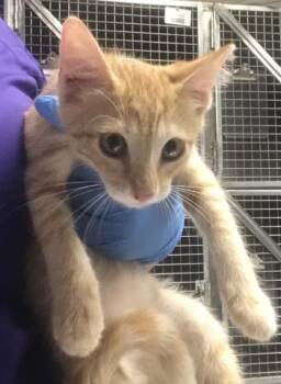 A430909 -  Domestic Short Hair Cat for Adoption in Conroe, Texas - A430909 | PetCurious