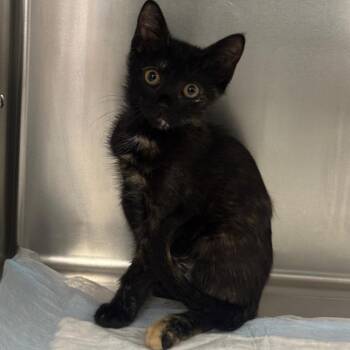 Osha -  Domestic Short Hair Cat for Adoption in West Palm Beach, Florida - Osha | PetCurious