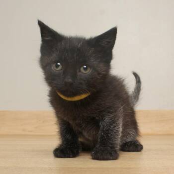 Pip C71220 -  Domestic Short Hair Cat for Adoption in Minnetonka, Minnesota - Pip C71220 | PetCurious