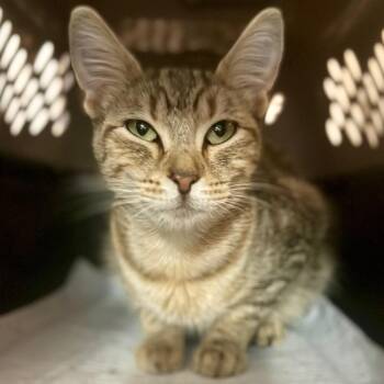 Sunshine (Shasta) -  Domestic Short Hair Cat for Adoption in Bentonville, Arkansas - Sunshine (Shasta) | PetCurious