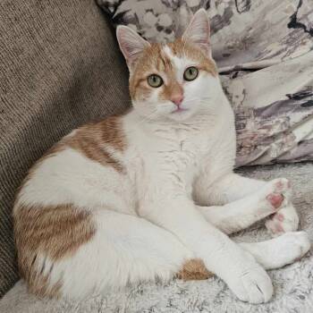 Rescue Manx and Domestic Short Hair Cats for Adoption in Hedgesville, West Virginia - Nutmeg | PetCurious