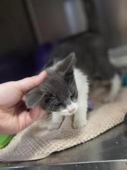 Ned -  Domestic Short Hair Cat for Adoption in Westland, Michigan - Ned | PetCurious