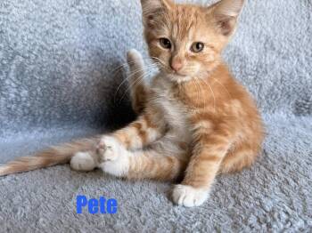 Domestic Short Hair Cats Available for Adoption in Clarksville, Tennessee - Pete | PetCurious