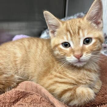 Cheeto -  Domestic Short Hair Cat for Adoption in Pittsburgh, Pennsylvania - Cheeto | PetCurious