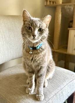 Rescue Domestic Short Hair Cats for Adoption in Augusta, Georgia - Beckham | PetCurious