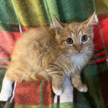 Prince Harry -  Domestic Short Hair Cat for Adoption in Waldorf, Maryland - Prince Harry | PetCurious