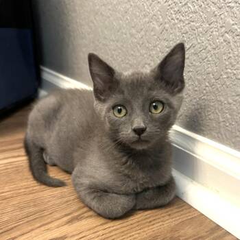 Gravyboat -  Domestic Short Hair Cat for Adoption in Denver, Colorado - Gravyboat | PetCurious