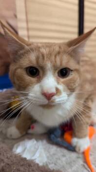 Domestic Short Hair Cats Available for Adoption - Quincy | PetCurious