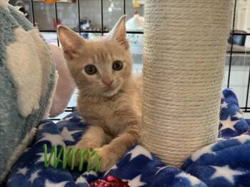 *MOMO -  Domestic Short Hair Cat for Adoption in Woodland, California - *MOMO | PetCurious