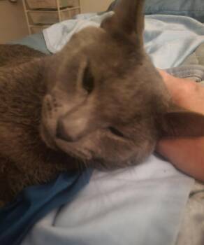 Marcellus Wallace -  Domestic Short Hair Cat for Adoption in Chandler, Arizona - Marcellus Wallace | PetCurious