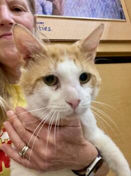 Hennessy -  Domestic Short Hair Cat for Adoption in Mayfield, New York - Hennessy | PetCurious